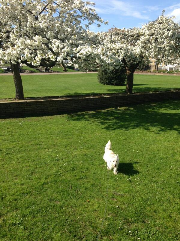 FrancescaM_87's tweet image. Out with the pup for a nice summers morning walk. Wish it was like this everyday! ☀🌸🐶💩  #Sun #park #boogles