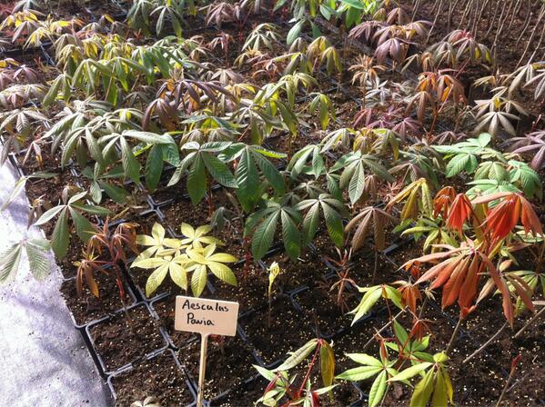 Eindelijk voorjaar! De eerste aesculus pavia lopen uit! #boomkwekerij #aesculus