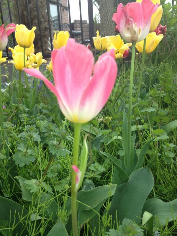 まめ En Twitter 奇形チューリップ 葉の一部が花に 茨城県県北 Http T Co 9ndwkdttuu