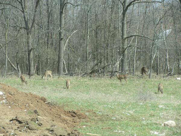 HansonHomesInc's tweet photo. Visitors at The Willow today! http://t.co/fERr23smpp