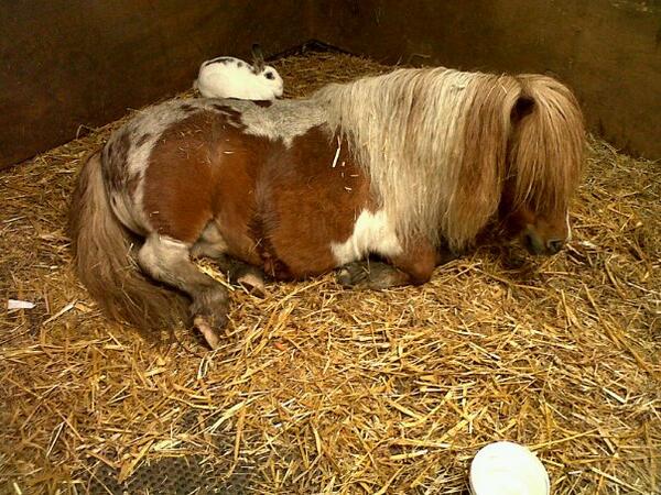 SidsBarn Pony rescue tweet media