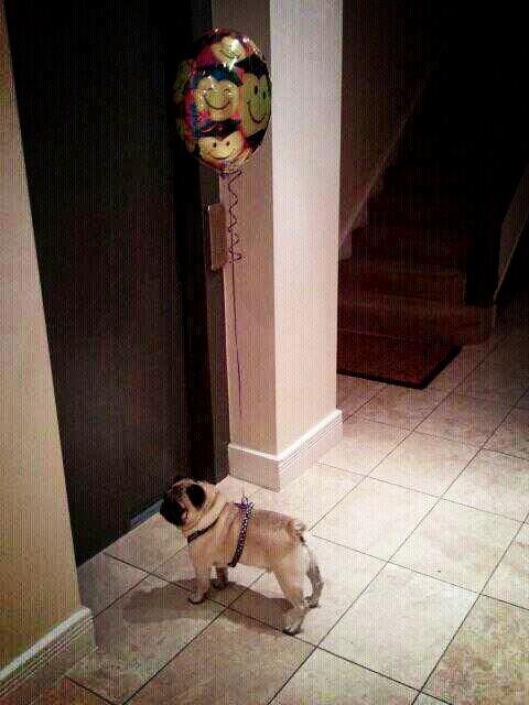 SoIoGuapas's tweet photo. Una novia para... http://t.co/XrkiuOnIdo