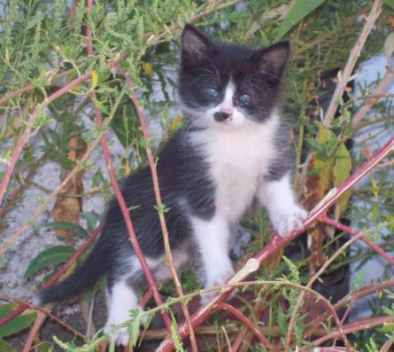 <a href="/andreacazes/">Andrea Cazés</a> <a href="/perritofelizch/">Perrito Feliz</a> <a href="/PerrosPlazaHuem/">Perras Tuiteras🐾 Barrio Franklin 🇨🇱🐶🐱</a> 4 hermanitos de 2 meses buscan hogar, 3 srtas 1 barón oane83@yahoo.com