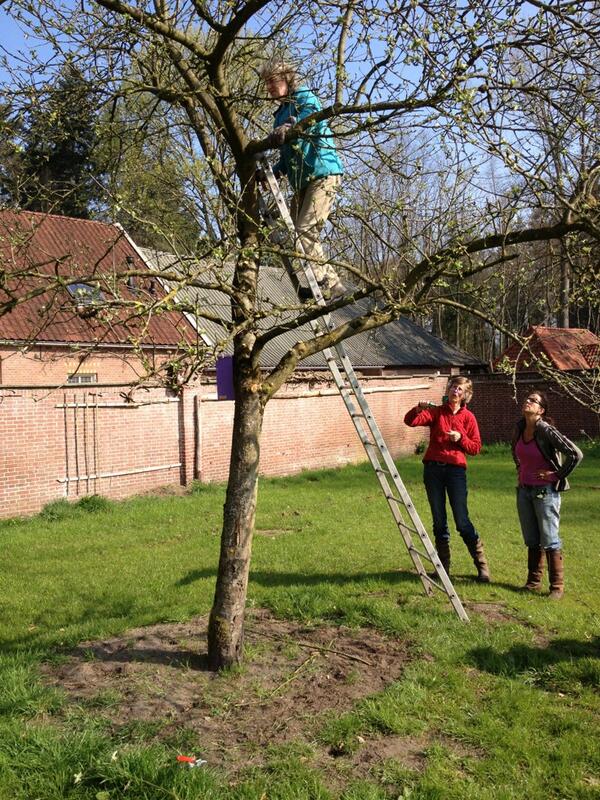 #hoogstambrigade leert onze #moestuin #vrijwilligers onze oude en zeldzame rassen #fruitbomen snoeien