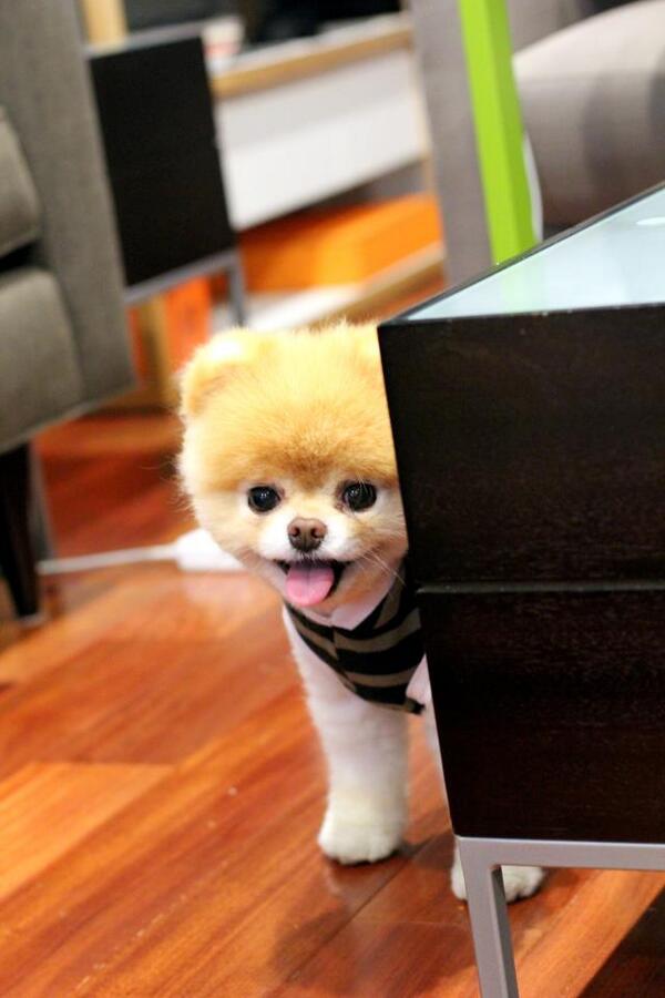 Boo (@BestOfBoo) / Posts / X