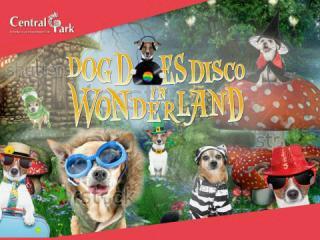 Mira Damayanti tweet media