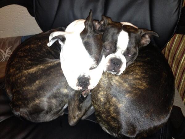 NatalieOGSA's tweet photo. Little pretzel http://t.co/CpXLiBIGmy