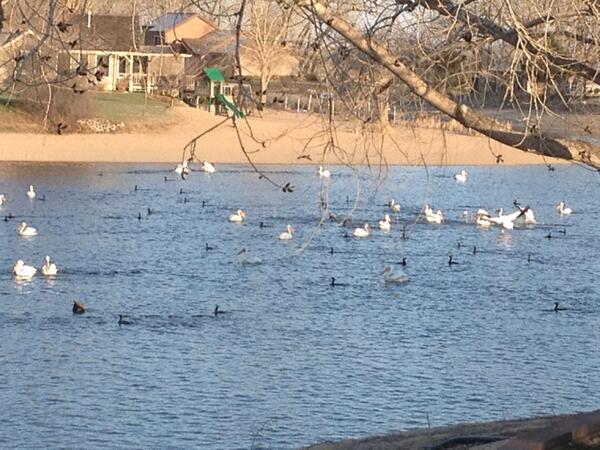 Big day at the lake for pelicans.