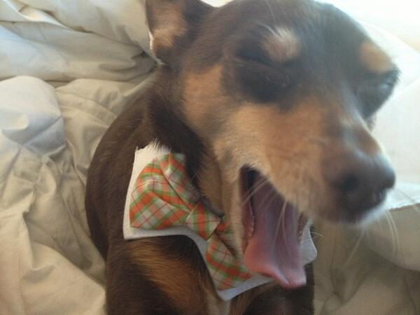 photoconvention's tweet image. Well someone partied too much. #cpc2013