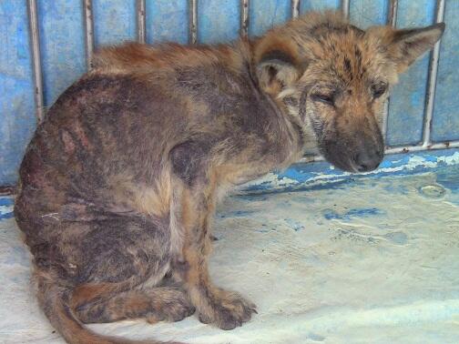 ｆｋｂ１２ 福岡県の犬猫情報 04 29期限切れ 上毛町 原井 集落農事集会所近辺 雑種犬６ヶ月程 茶黒 小型 首輪無 皮膚病 臆病 Http T Co Mvj1pcgyo0 Maigo 犬 T Co Uxl1cnmo3m 見覚えある方ご連絡下さい
