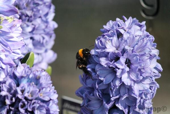 Een mooie #hommel op de #Veluwe