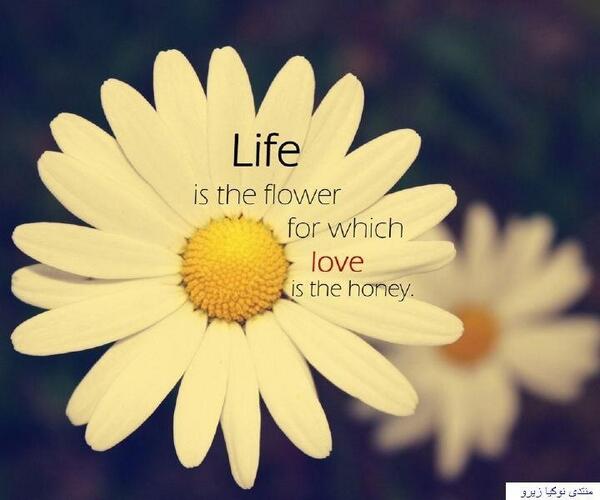 английский язык 2 класс цвета произношение с переводом на русский. Be a flower перевод на русский. цветы названия на английском. строение цветка на английском. названия цветов на английском.