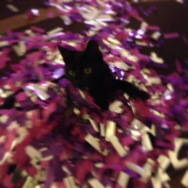 Pyrotechnology's tweet image. Someone likes #confetti almost as much as us! Mike, the office managers cat having fun!