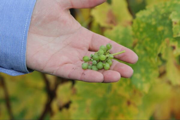GreyStackWine tweet picture