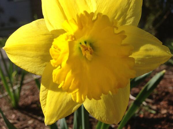 deb_morin13's tweet image. @BlaisClassroom here is a picture from my nature walk #naturewalkassignment #technologyclass
