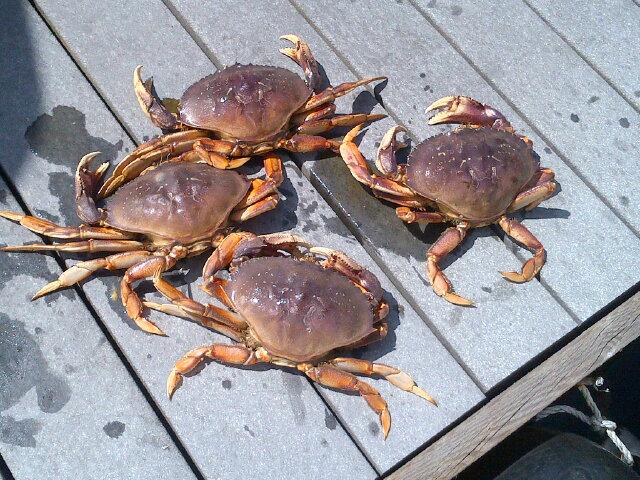 A nice way to end a day with a few dungeness crab after a good day of salmon fishing in Vancouver