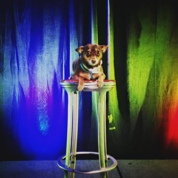 timkingphoto's tweet image. SECRET guest speaker at #cpc2013 - &quot;Pet photography - find your niche and make it your bitch&quot; by Mojito Abu-Giemi