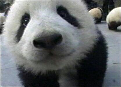 ToddRyanSumo's tweet image. @MissPrincessTee #PandaSmile 4 you
