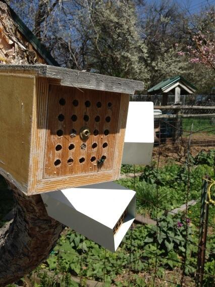 NativeBees's tweet image. Osmia ribifloris nesting in the Orchardist 1.0 bee condo
