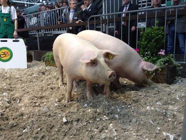 speakquick's tweet image. I don't like bacon... I love it :)