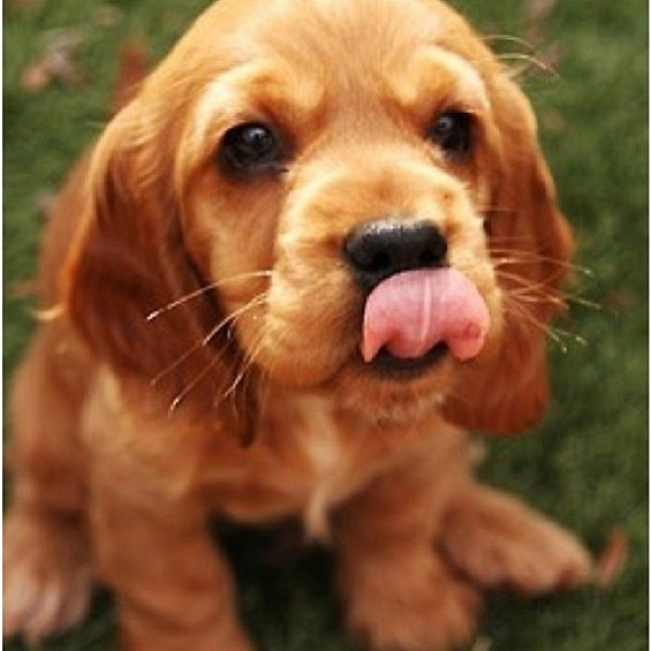 insta_dog's tweet photo. http://t.co/mHIR3uhEN0