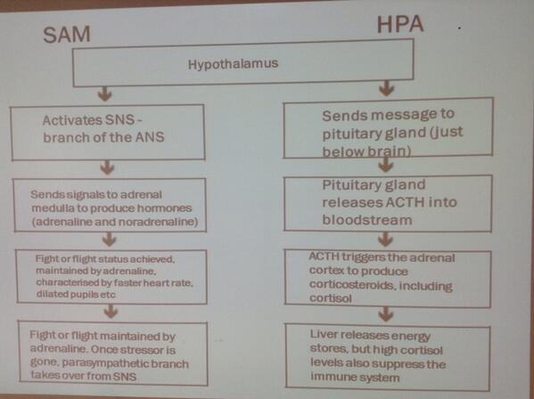 newboldsocsci's tweet image. “RT @Landau_Psych: AS - make sure you know this #stress #psya2 http://t.co/Bx2HoVowMk”

Nice little diagram for revision!