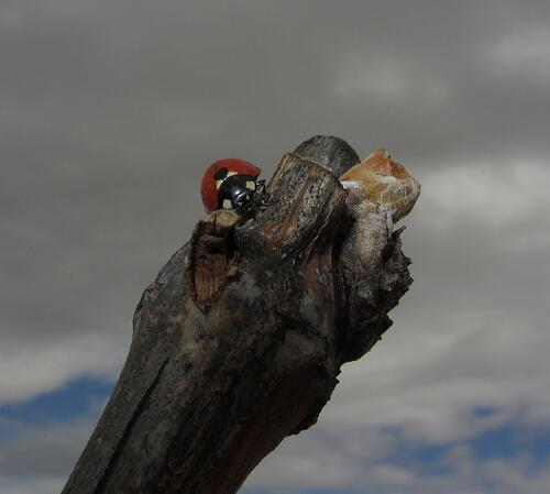 ¿yemas hinchadas, coccinellas, enoturismo? urbinavinos.com/2013/04/25/eno… #enoturismo #vino #bodega #rioja