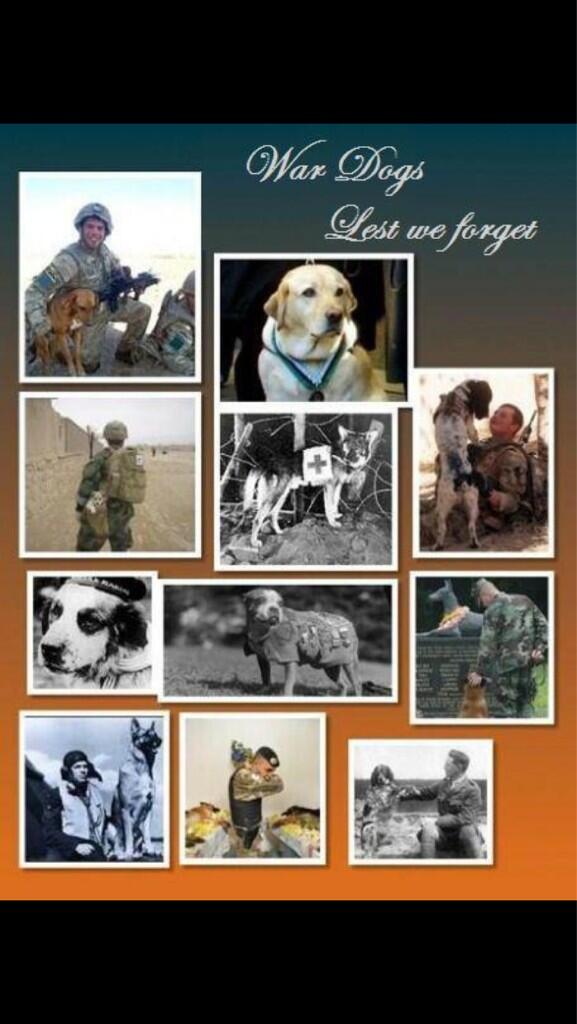 BritttAustin's tweet photo. War dogs ❤ lest we forget ❤🌹 #AnzacDay #DontForgetTheDogs #lestweforget ❤🌹 http://t.co/wmhOUqLLqE
