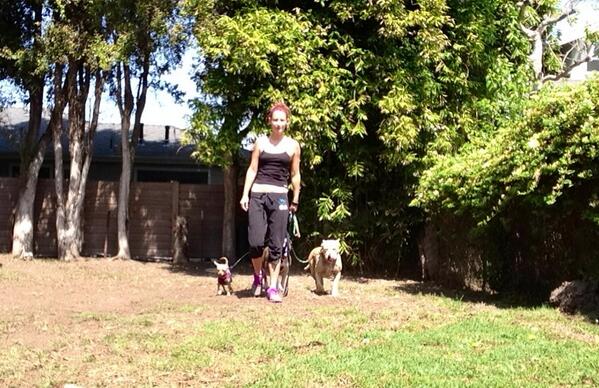 deservingdogs's tweet photo. Training for a 5k with some pit bulls and a chihuahua #runordye http://t.co/gqEhebQbc6