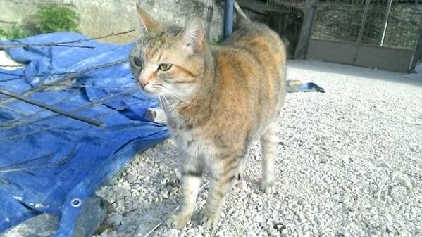 Nobbo_'s tweet photo. Mon chat le plus beau :D #windows8 #acer #tryandlikeit http://t.co/nbtu3D1R0b
