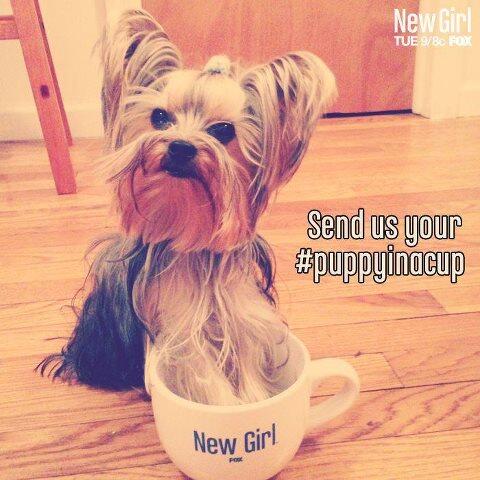 New Girl One More Day Until Friday While We Wait Here S A Puppyinacup To Keep You Sane Http T Co Geyxaaylpj