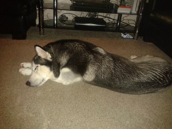 shellane82's tweet photo. loves my doggy http://t.co/diNhQbyEuX