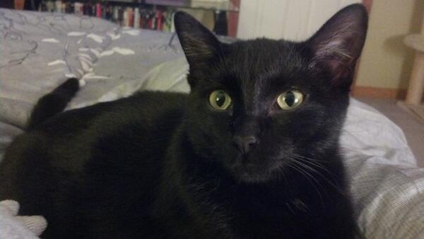 BaseballCatBlog's tweet image. Evelyn: Using my cute face, hoping to get a bite of turkey &amp;amp; cheese.