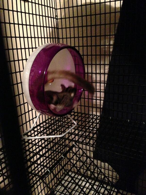 MooseStepan's tweet photo. Hey look at my WHEEL!! #Weee this fun :) http://t.co/B8BFYVV7Ru