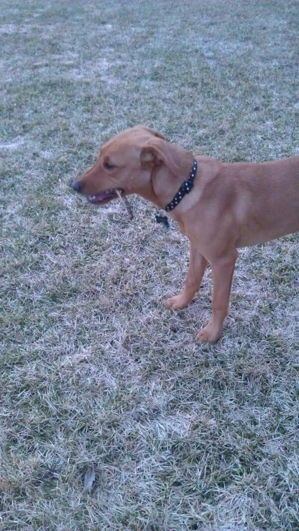 Tiffany_Boeser's tweet image. Someone's excited the snows gone! Nothing like a fetching stick! #firstspring @JordanStrelow