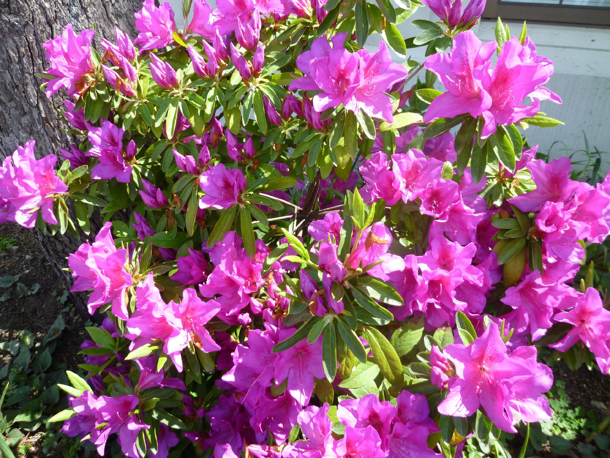 تويتر Futabasyo على تويتر センターの花壇にツツジの花が咲いています ツツジといえばハナムグリ 昆虫が動き出す季節です 今年はアサギマダラに会いたい と思っているので 昨年は菊水山で発見されたようです アサギマダラさん来館お待ちしています やま