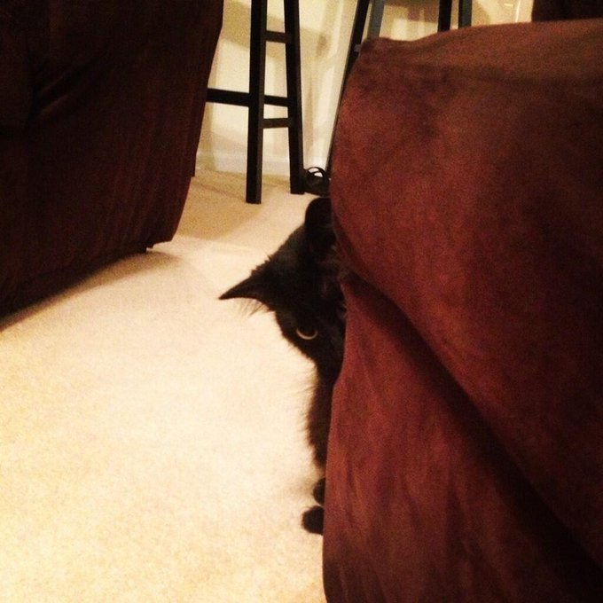 #lurkin #princessangrypants 😸😼😻 http://t.co/PrOn3qCjkR<a href="/tag/lurkin"class="tags">#lurkin</a><a href="/tag/princessangrypants"class="tags">#princessangrypants</a>