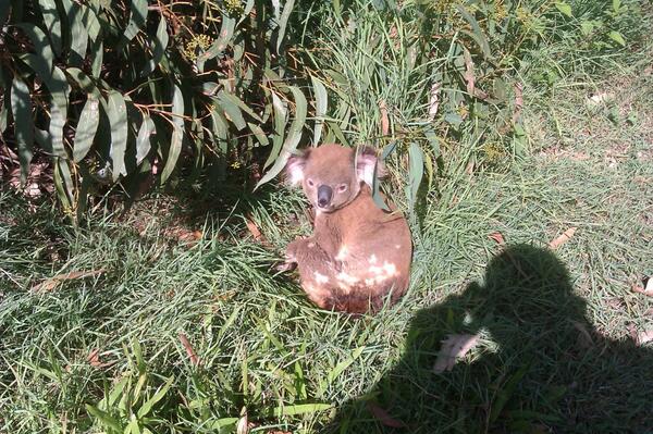 QaaTech's tweet image. A very cute visitor to QAA HQ today.