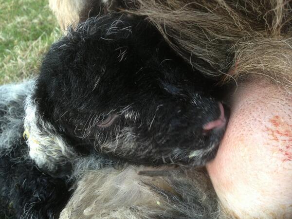 herdyshepherd1's tweet photo. The teats have little plugs in them and you can tell whether they've been suckled for real... http://t.co/5sBLC7pgG2