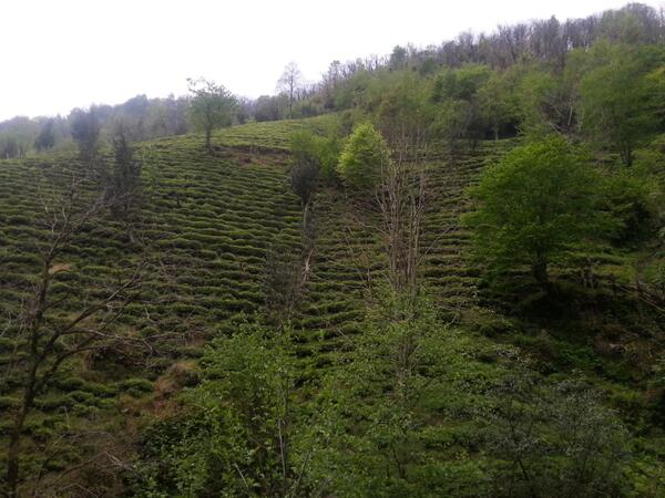 Çay deyince çaydanlık ve bardaktan ötesini görenlere selam olsun.