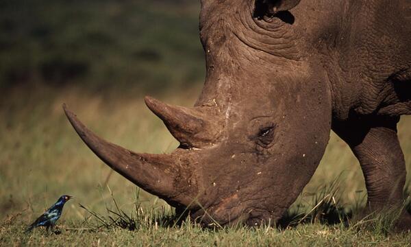 Our Rhino need you to help raise awareness of barbaric poachers!  Please RT for #FF #stoprhinopoaching