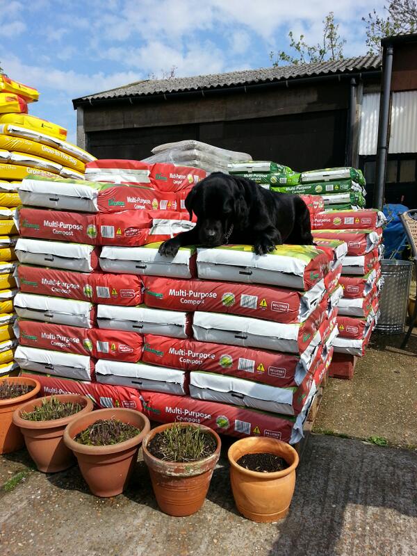 Come and buy some compost and give monty a hand down! Only £4.50 a bag! #whitstable #DIY #compost