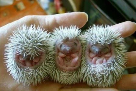 LillaMymmlan's tweet image. Nu ska jag börja tjata. Glöm ej att kolla rishögarna innan ni tänder på. Flytta högarna innan. #valborg  #igelkottar