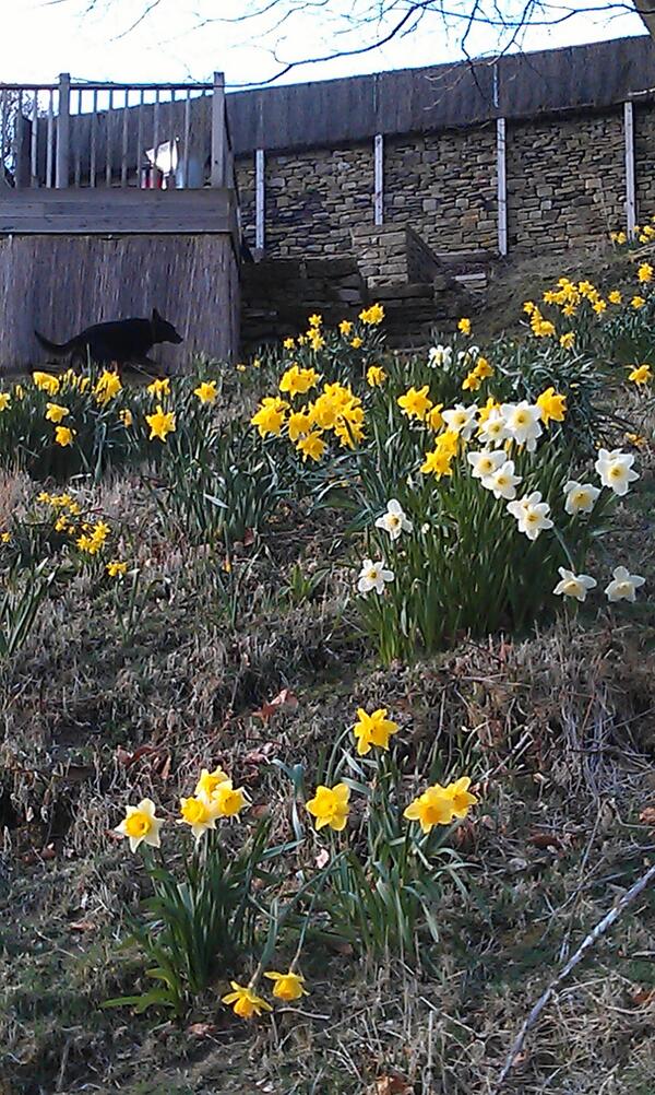 IGNITESD1's tweet photo. Spring is here at last #lovedaffodils #followfriday http://t.co/gSeHEibrSM