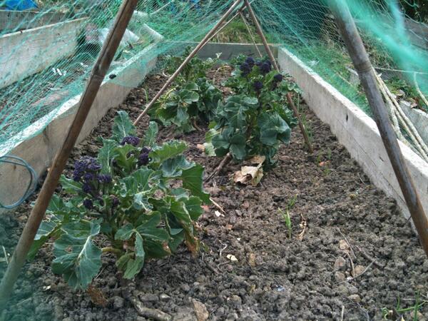 PlotlinesTim's tweet image. Pigeons and the weather nearly killed this year's PSB, but we'll get a serving. #allotments #PSB #betterthannothing