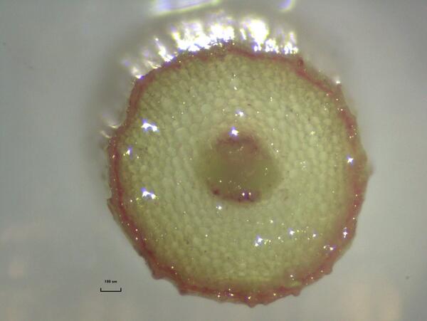 RachelsRadish's tweet photo. Week old radish segment...now I've just got to work out the anatomy! http://t.co/MiAxUsZHWw