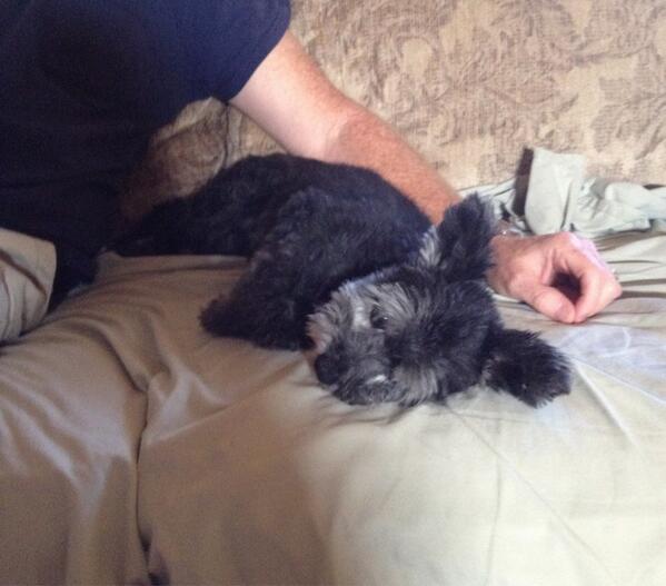 JamesReinbold's tweet image. You will be missed Sasha