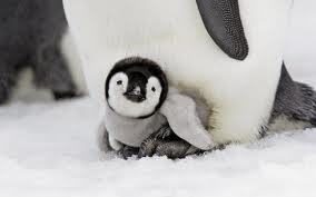 NatGeoAnimal's tweet photo. Pingüino bebe http://t.co/CrpIIKlwxX