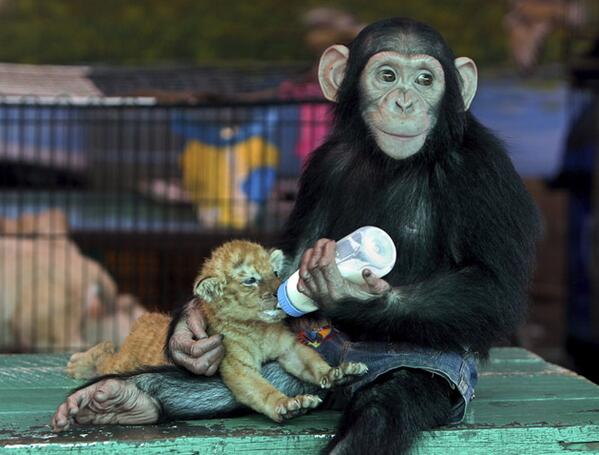 NatGeoAnimal's tweet photo. Chimpance alimentando a una cria de tigre http://t.co/PPe9CiMR72