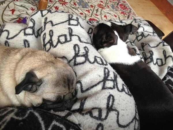 Pomme McNab-Cairns tweet media